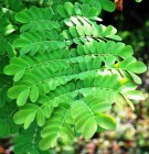 Live Plant Image