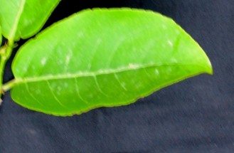Live Plant Image